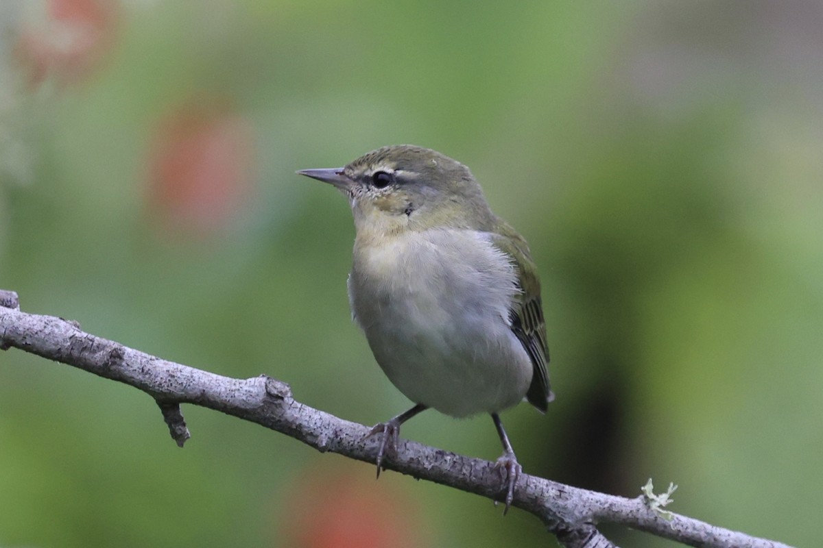 møllparula - ML623163850