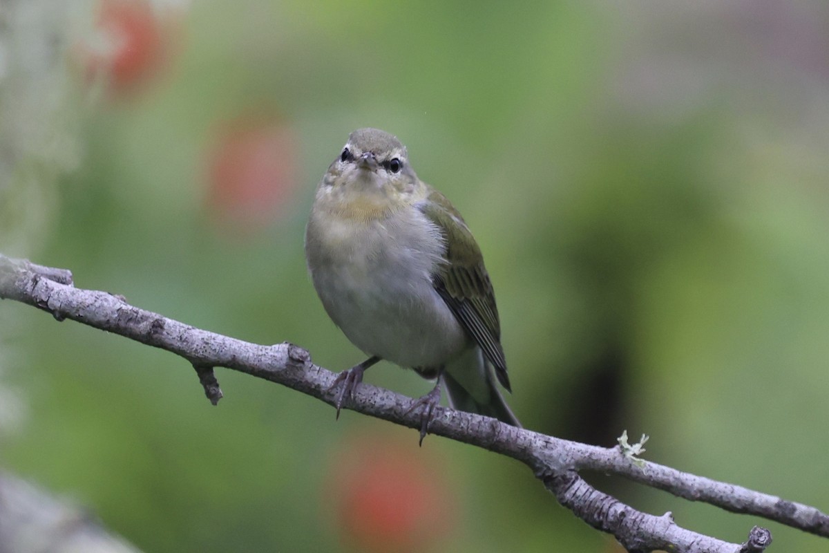møllparula - ML623163851
