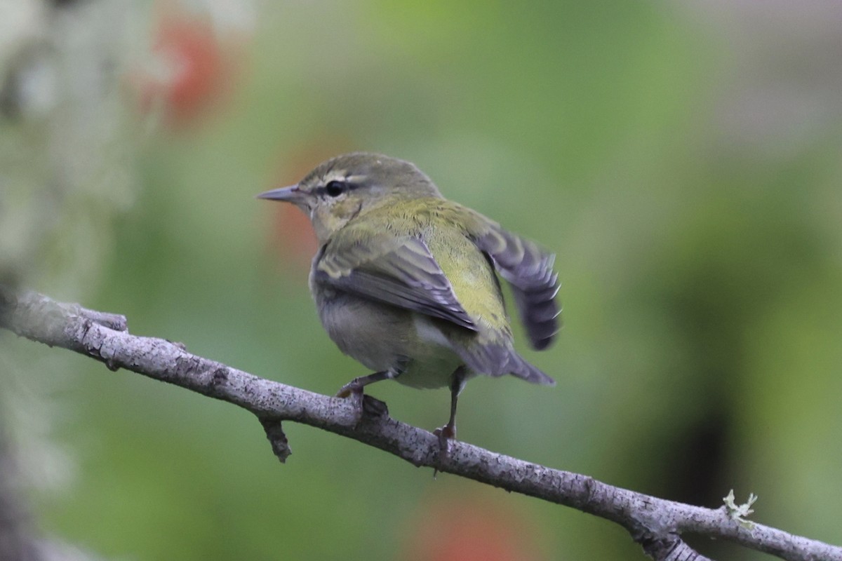 møllparula - ML623163852