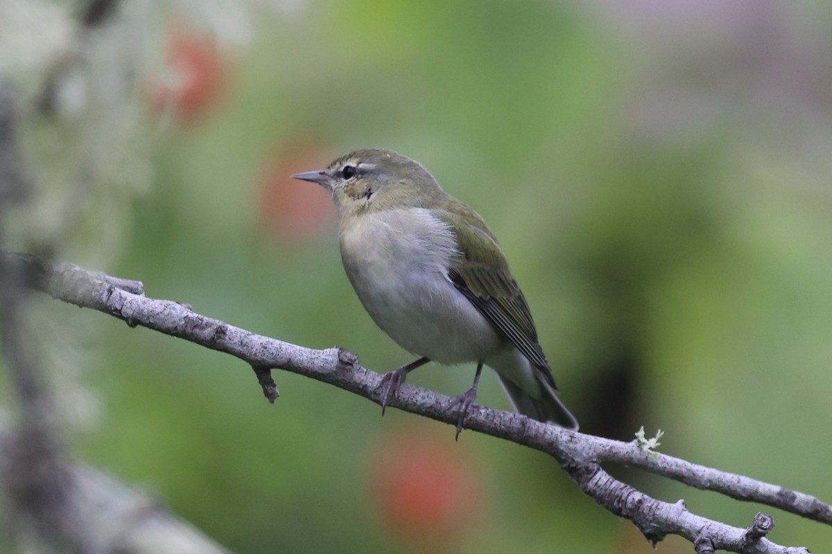 møllparula - ML623163853