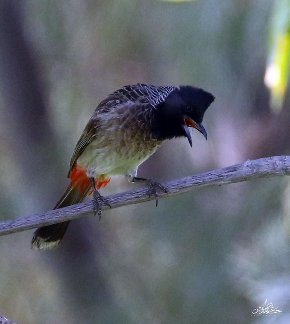 Red-vented Bulbul - ML623163855