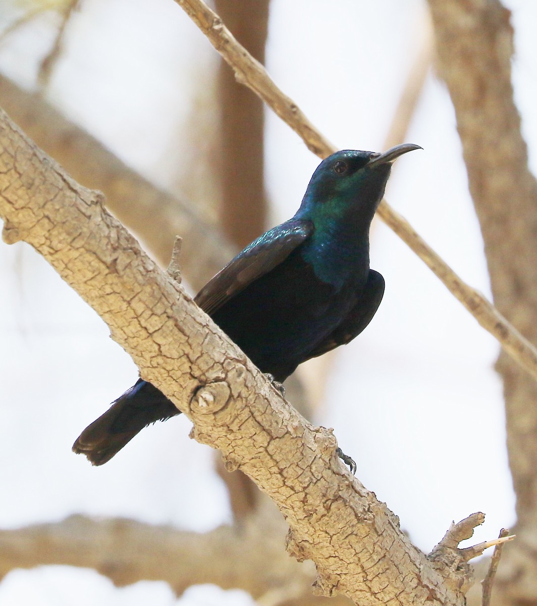 Purple Sunbird - ML623163877