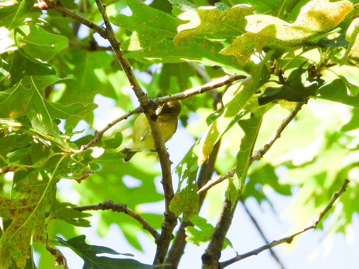 Tennessee Warbler - ML623163950