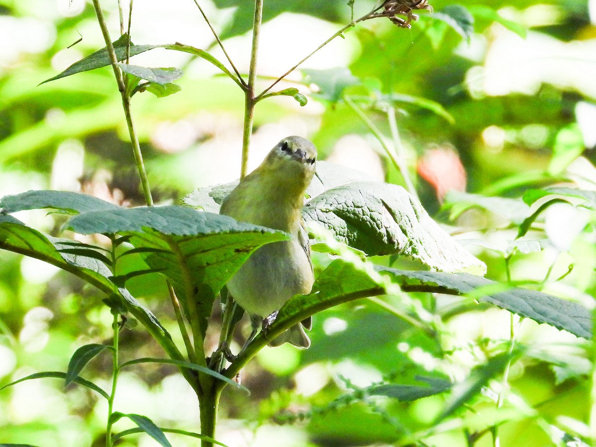 Tennessee Warbler - ML623163951