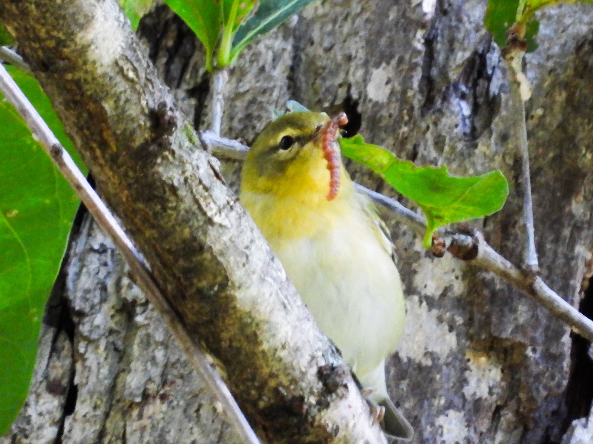 Tennessee Warbler - ML623163952