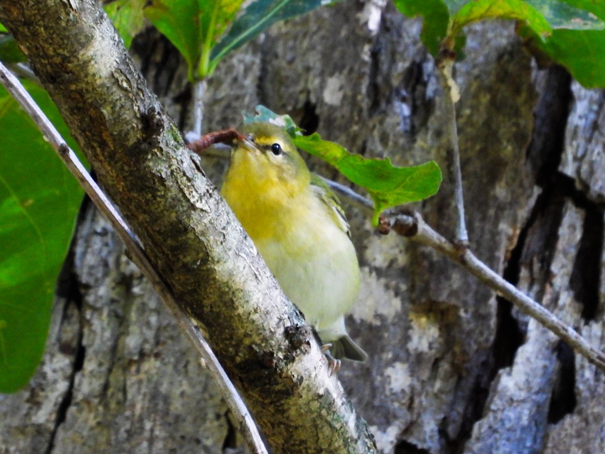 Tennessee Warbler - ML623163954