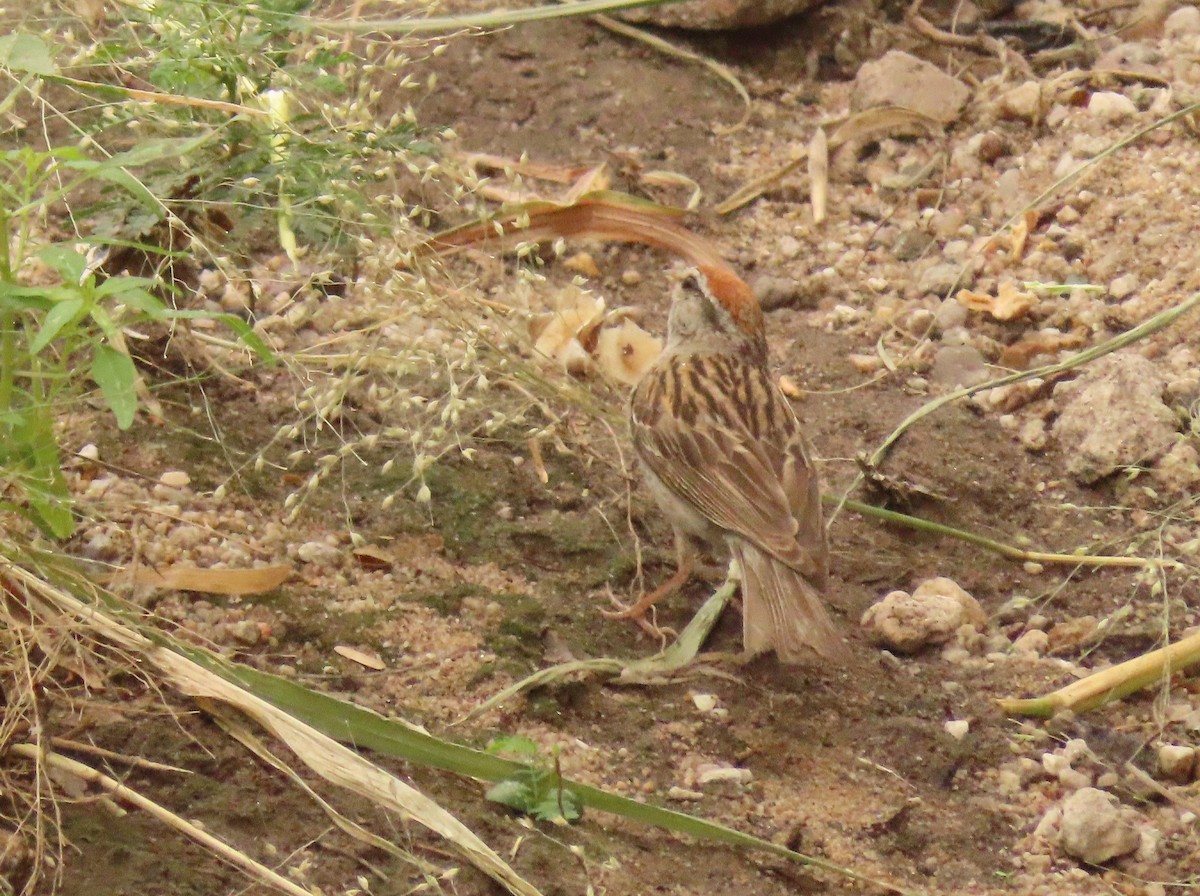 Chipping Sparrow - ML623163959