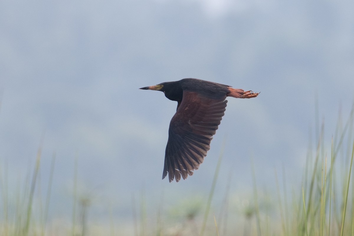 Rufous-bellied Heron - ML623164011