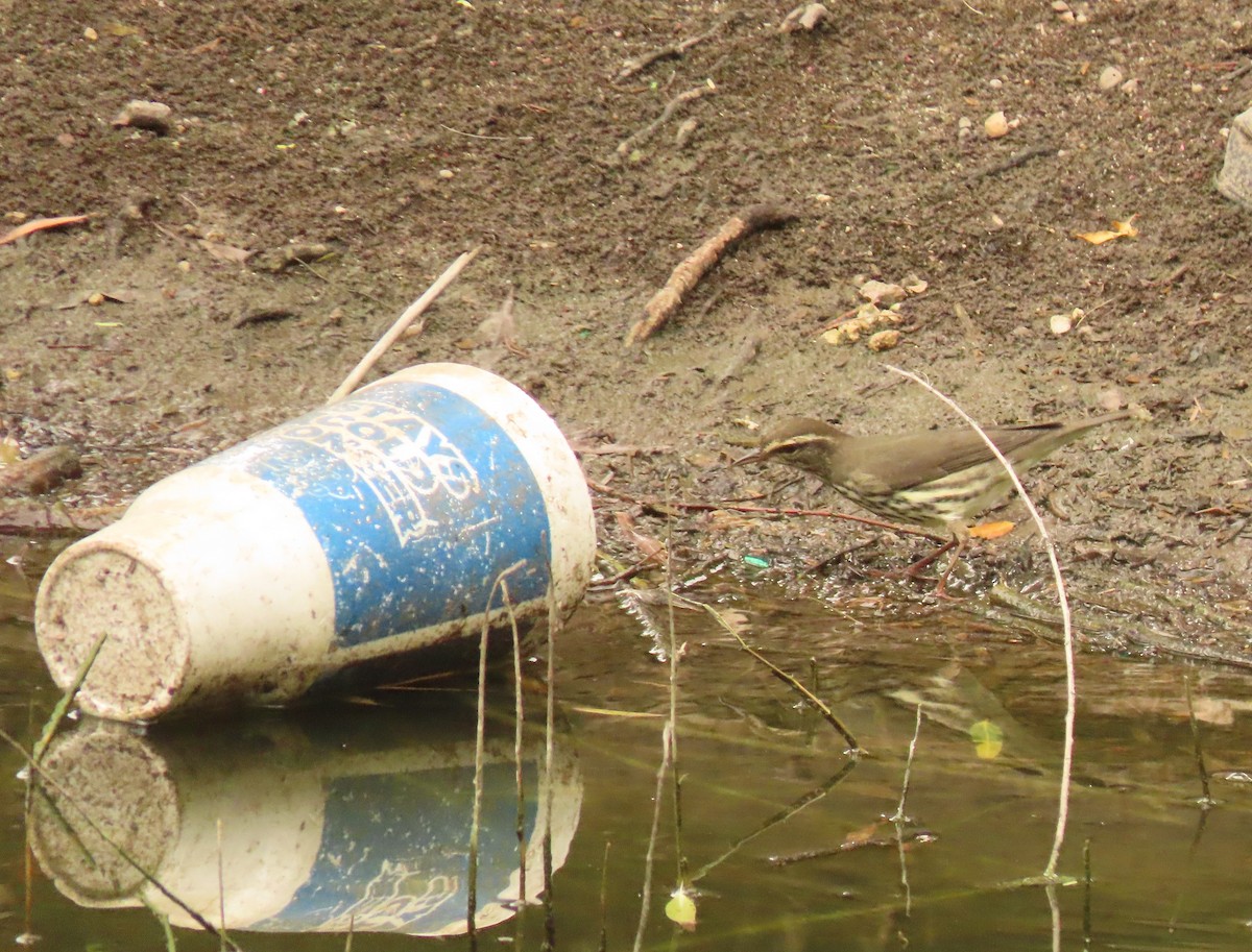 Northern Waterthrush - ML623164017