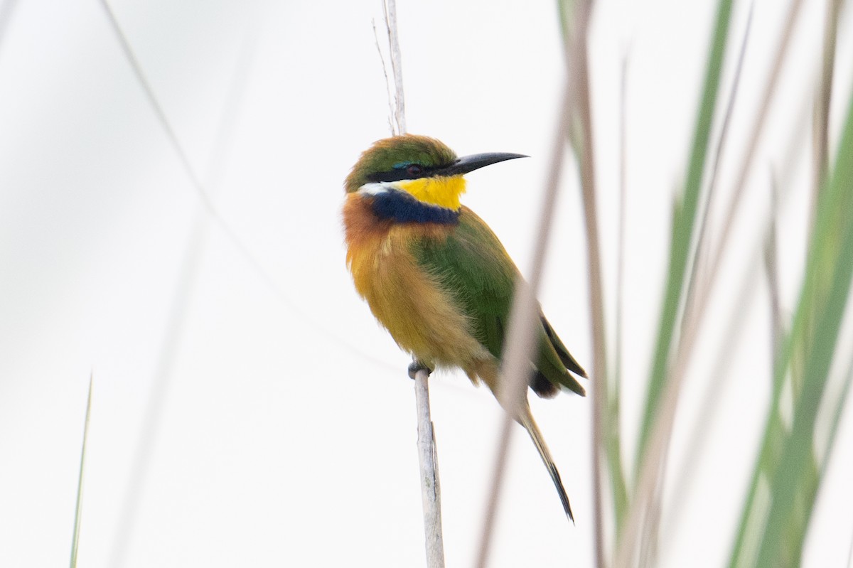 Blue-breasted Bee-eater - ML623164021