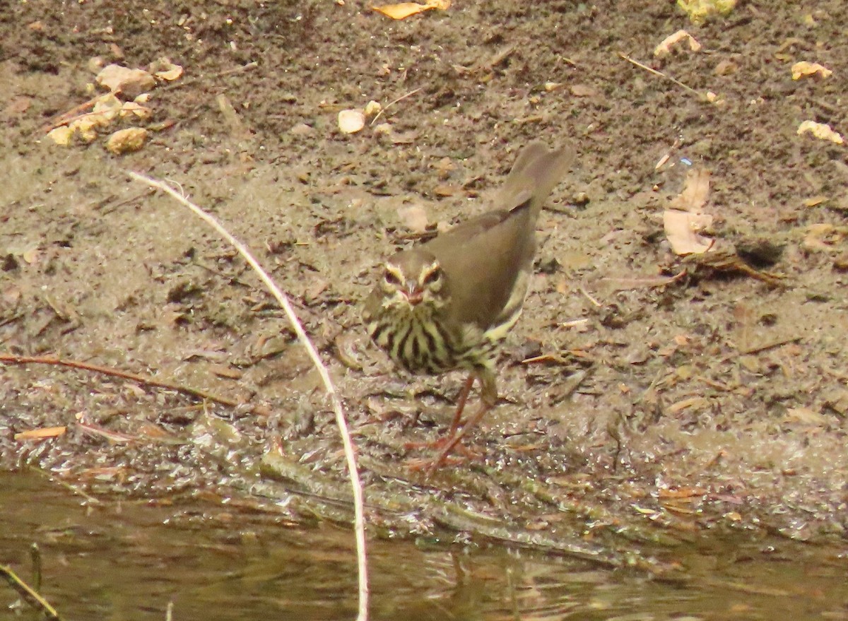 Northern Waterthrush - Mark Stevenson