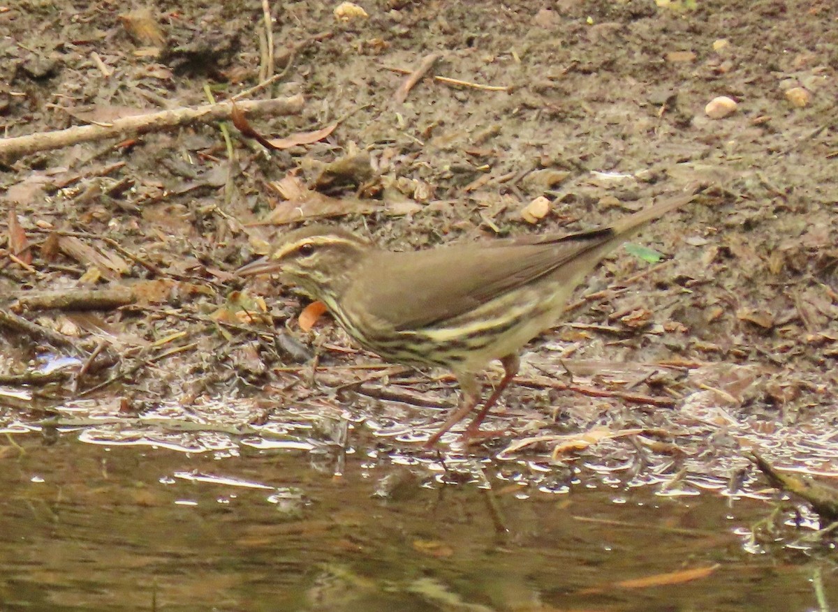 Northern Waterthrush - ML623164043