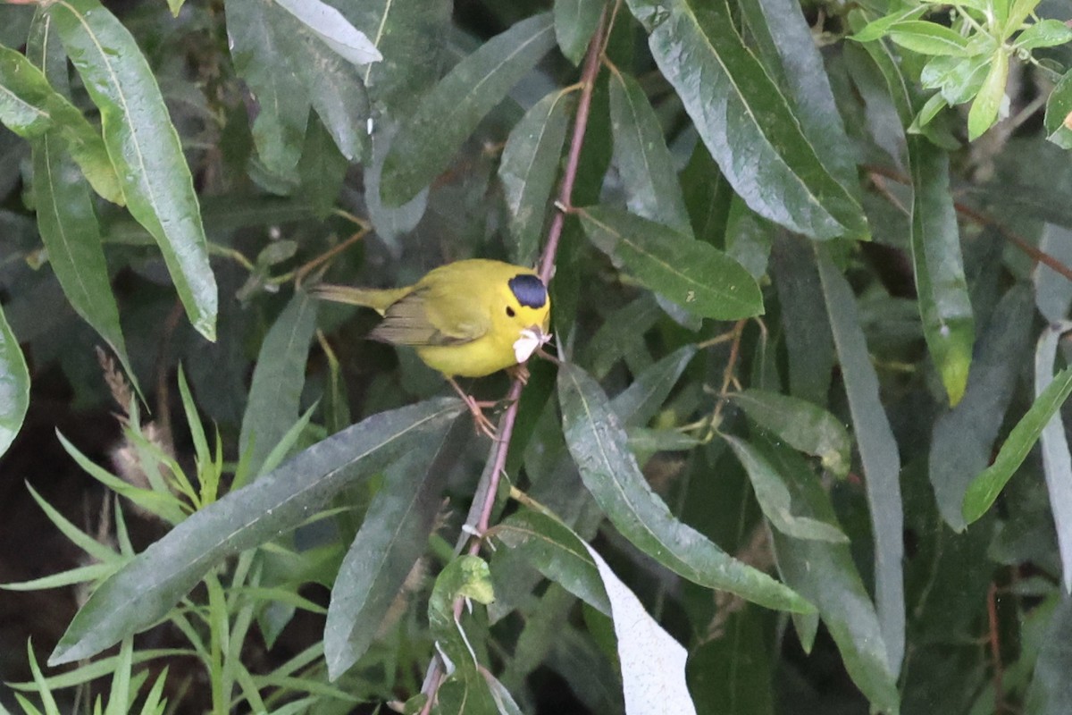 kalottparula - ML623164080
