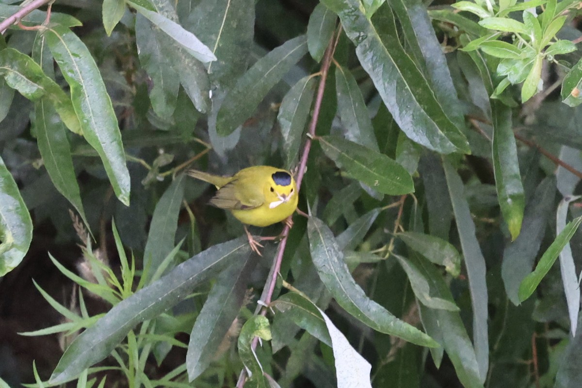 kalottparula - ML623164082