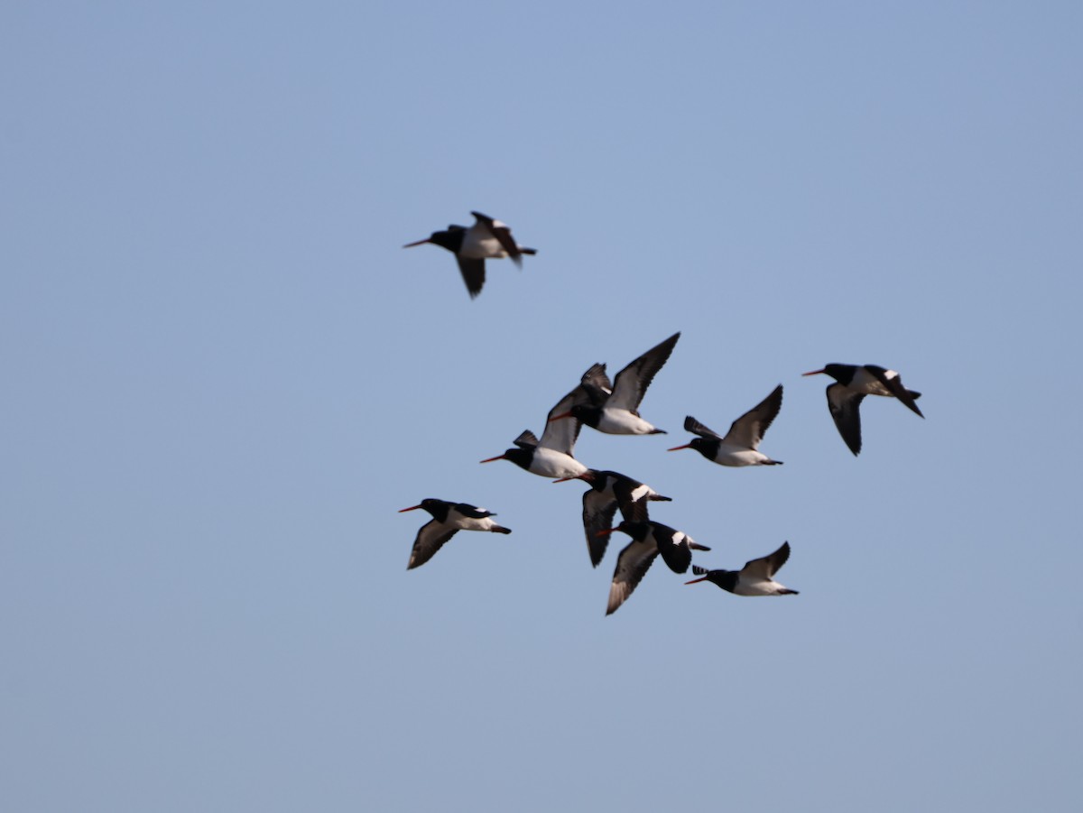 South Island Oystercatcher - ML623164118