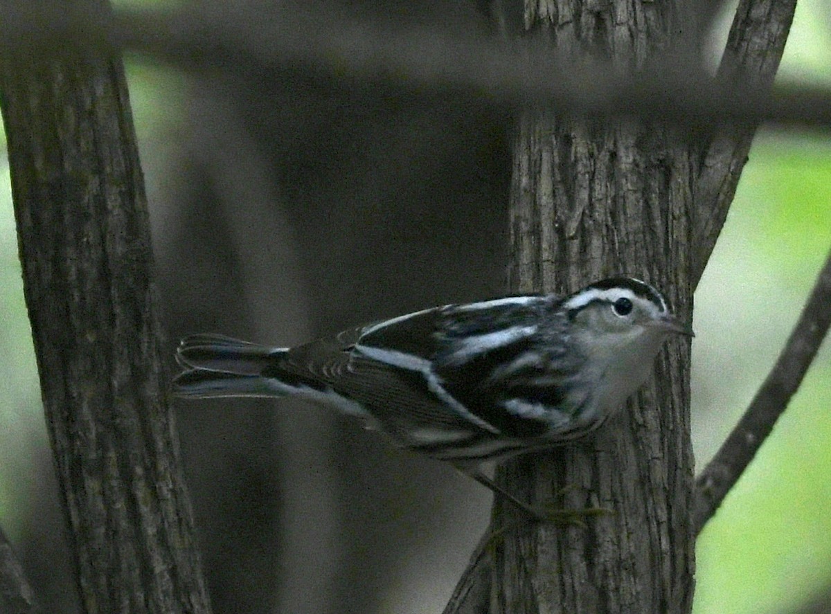 Black-and-white Warbler - ML623164148