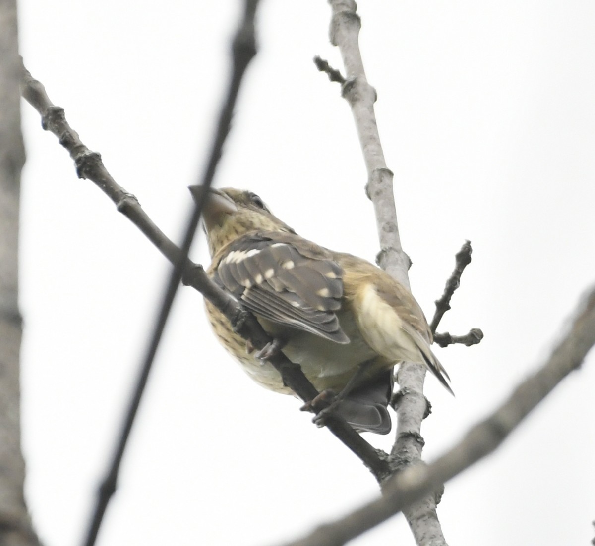 Rose-breasted Grosbeak - ML623164156