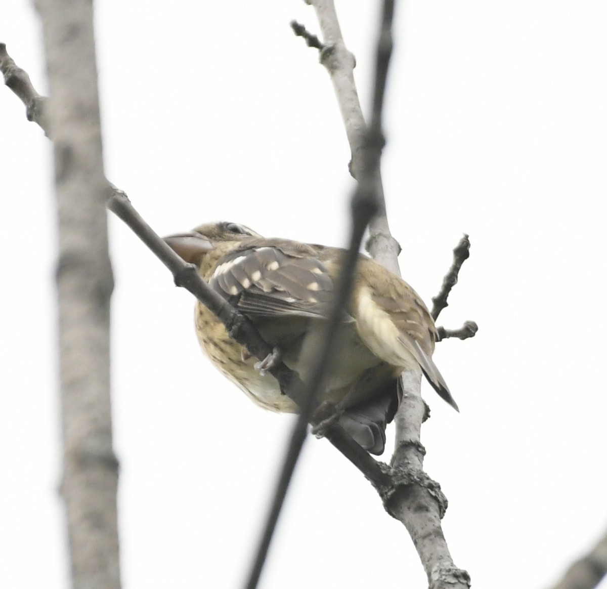Rose-breasted Grosbeak - ML623164191