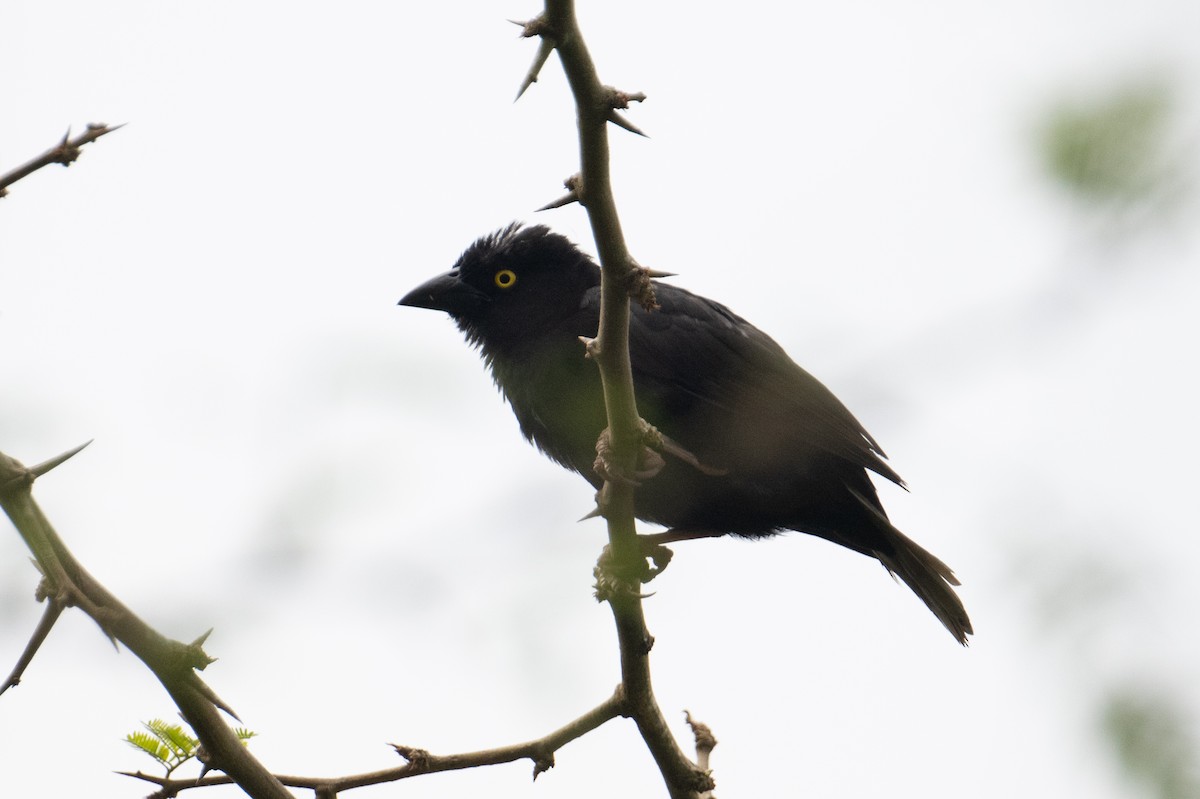 Vieillot's Black Weaver - ML623164197