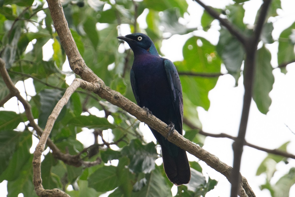 Splendid Starling - ML623164205