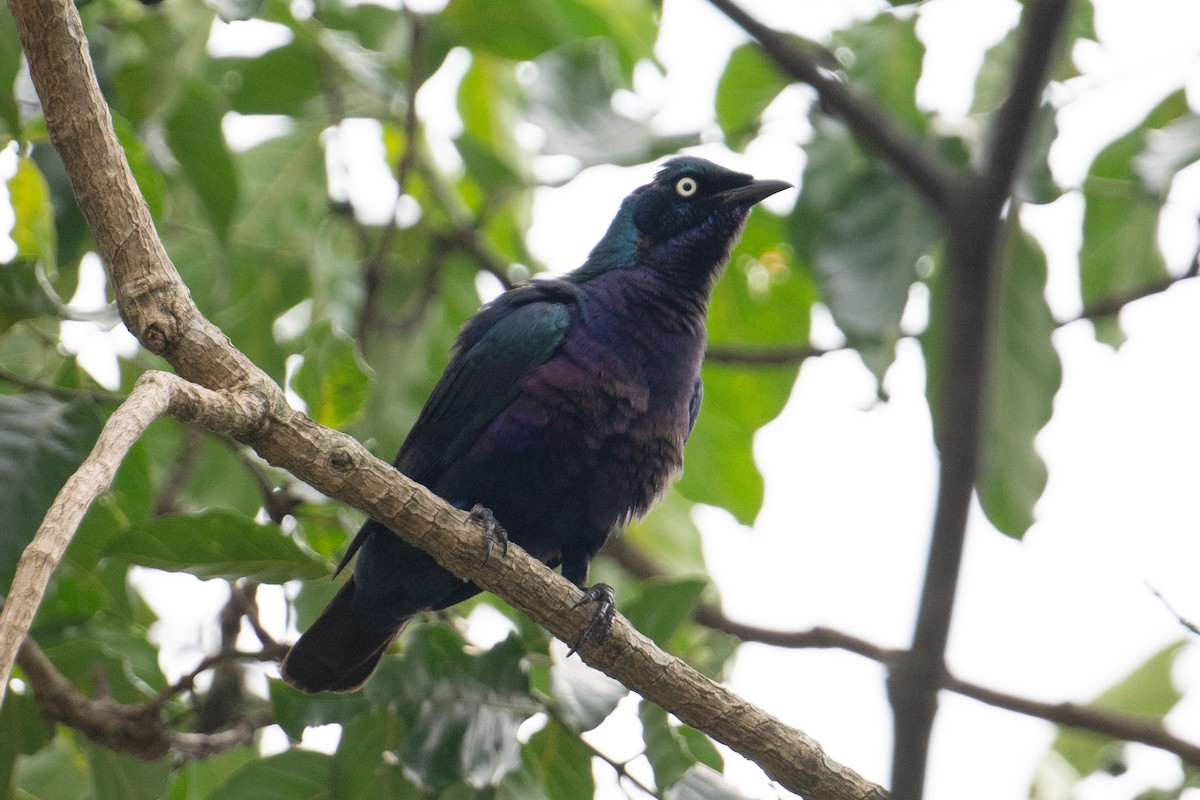 Splendid Starling - ML623164206