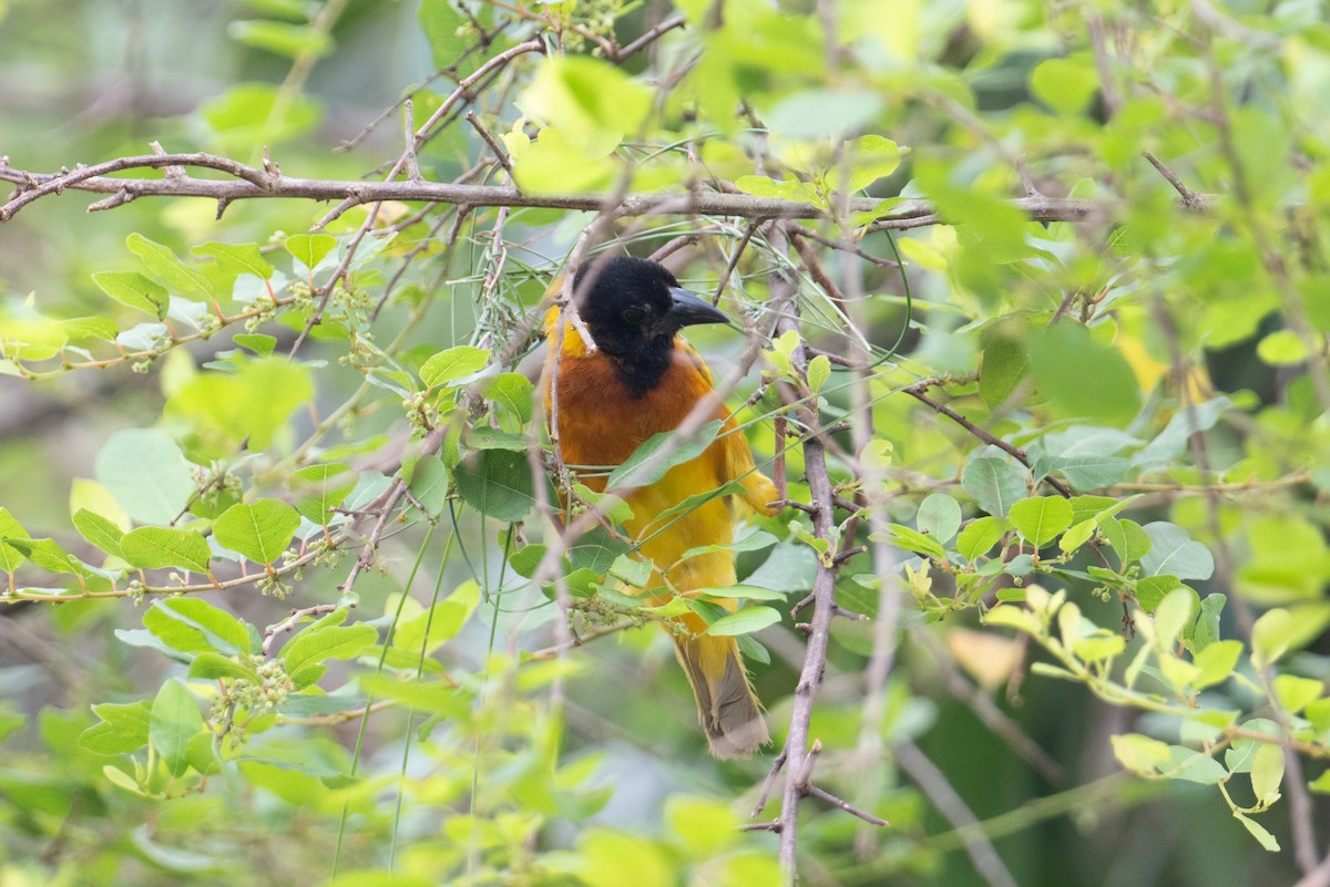 Black-headed Weaver - ML623164211