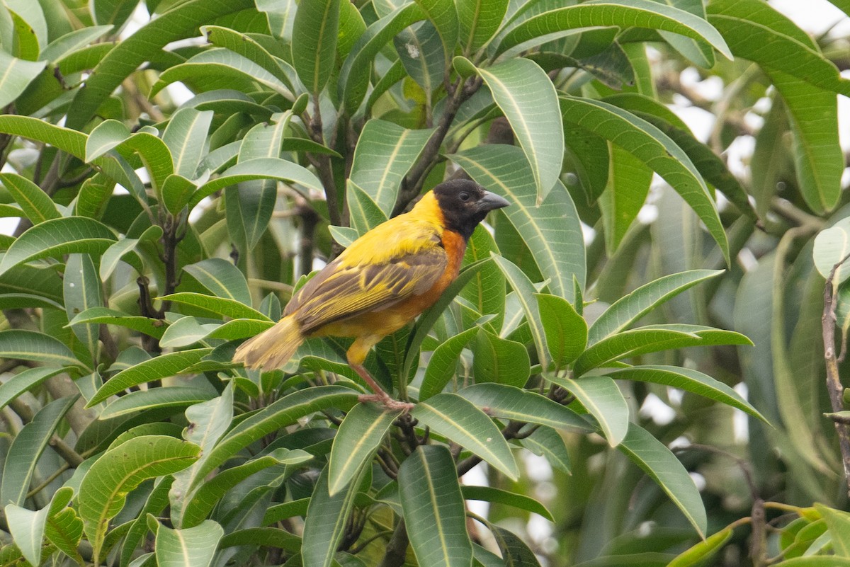 Black-headed Weaver - ML623164215