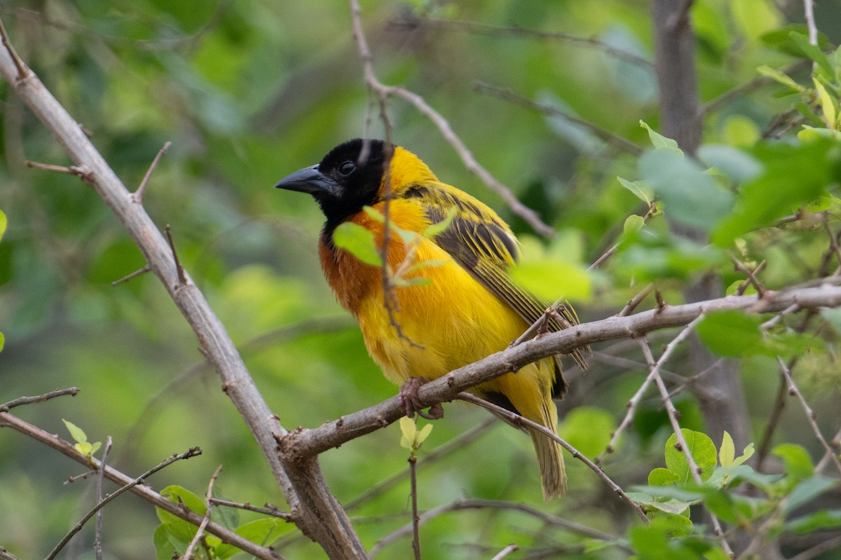 Black-headed Weaver - ML623164217