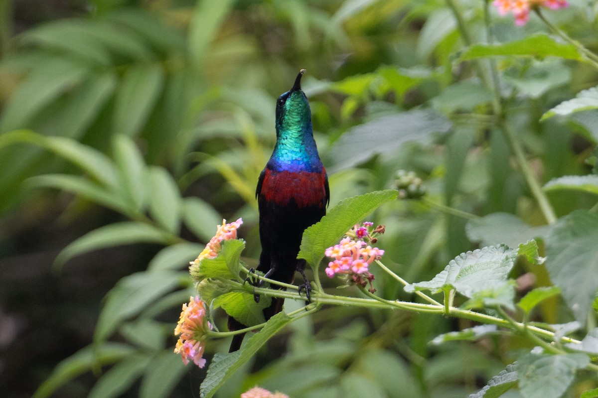 Red-chested Sunbird - ML623164233