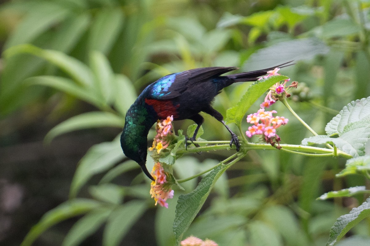 Red-chested Sunbird - ML623164234