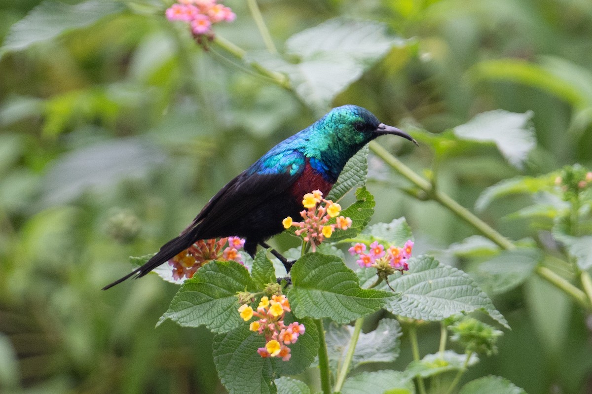 Red-chested Sunbird - ML623164235