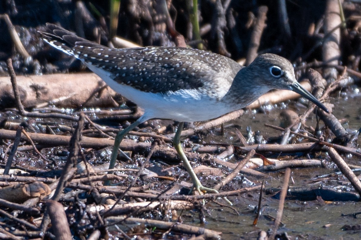 Einsiedelwasserläufer - ML623164310