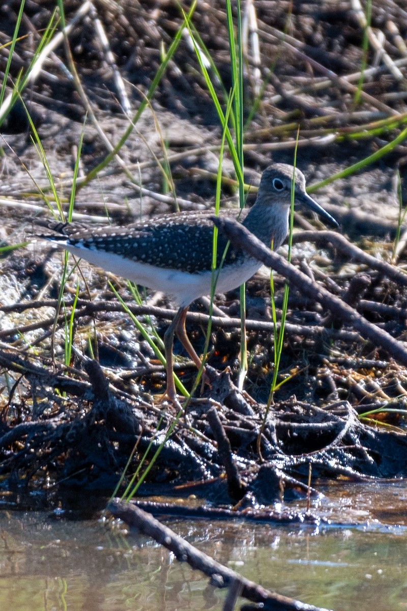 Andarríos Solitario - ML623164311