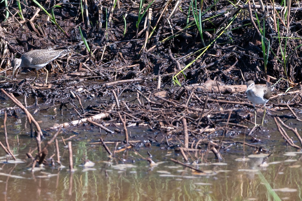 Andarríos Solitario - ML623164313