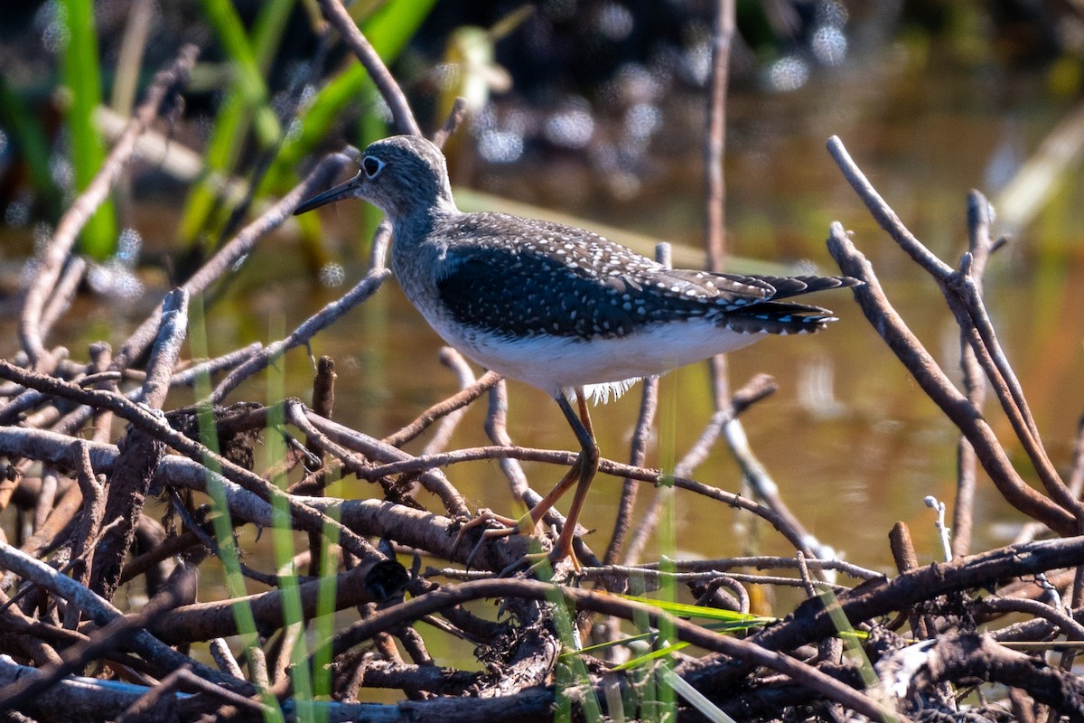 Einsiedelwasserläufer - ML623164315