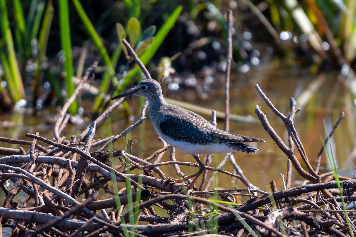 Andarríos Solitario - ML623164317