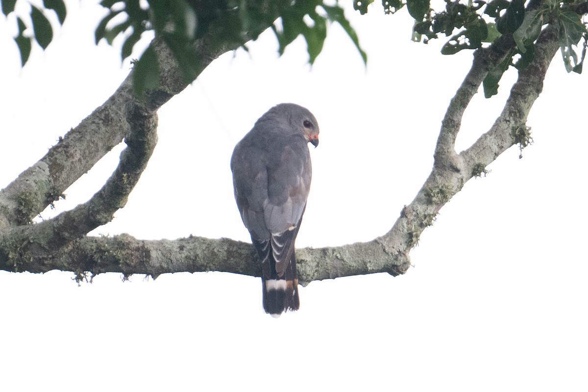 Lizard Buzzard - John C. Mittermeier