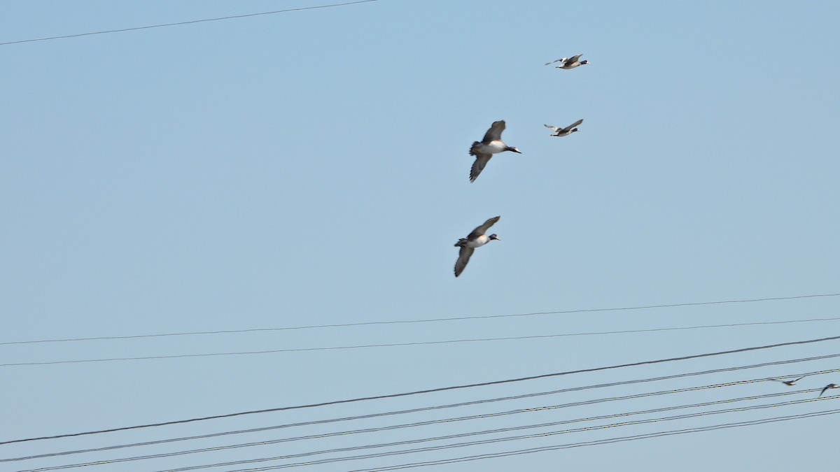 Chiloe Wigeon - Hugo Valderrey