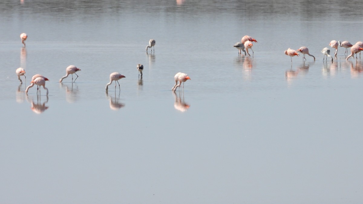 Chilean Flamingo - Hugo Valderrey