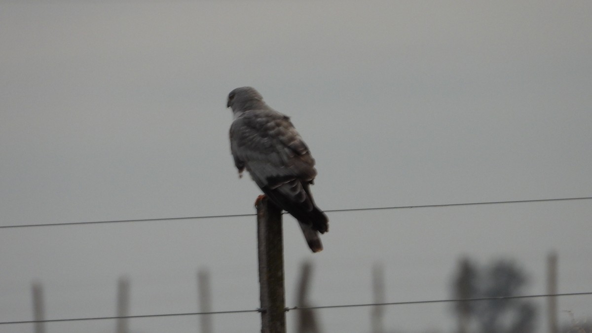 Cinereous Harrier - ML623164353