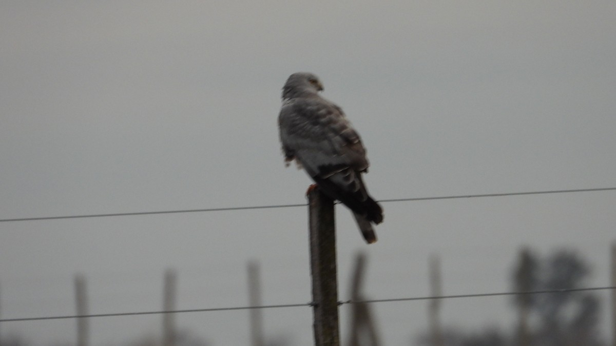 Cinereous Harrier - ML623164354