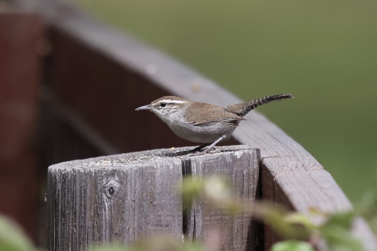 Bewick's Wren - ML623164357