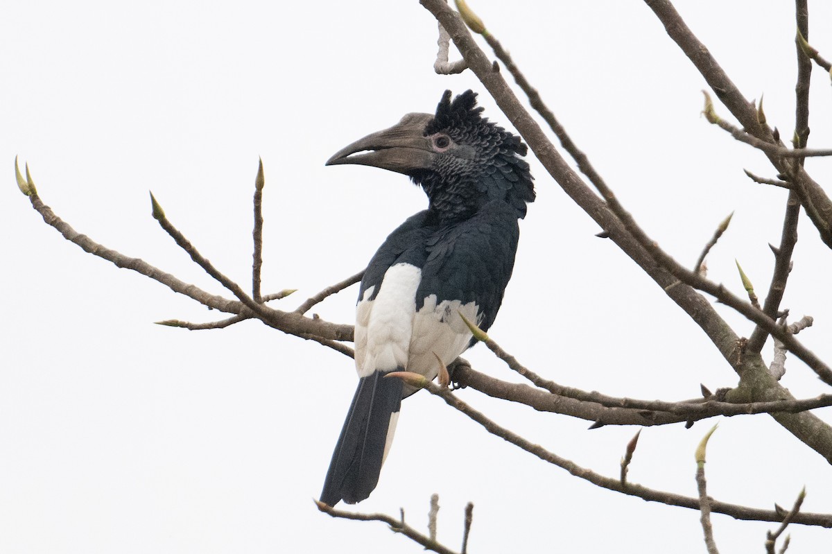 Black-and-white-casqued Hornbill - ML623164360