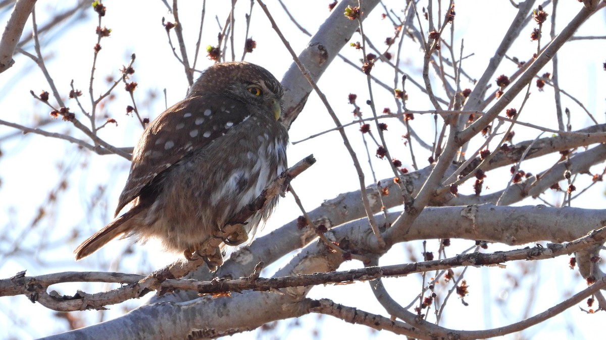 Ferruginous Pygmy-Owl - Hugo Valderrey