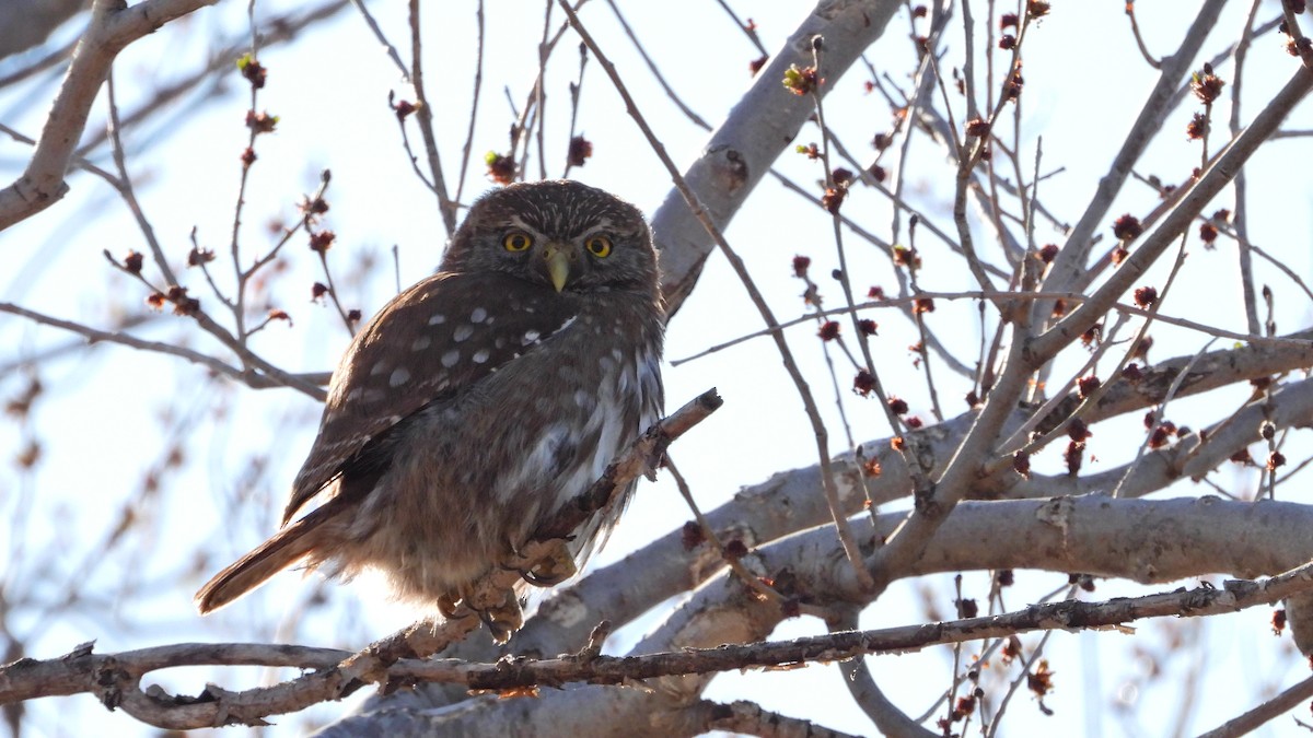 Ferruginous Pygmy-Owl - ML623164366