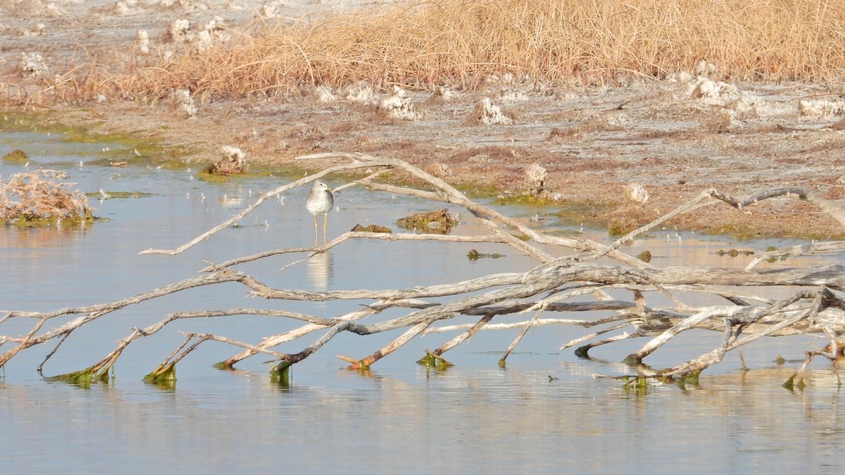 Greater Yellowlegs - ML623164400