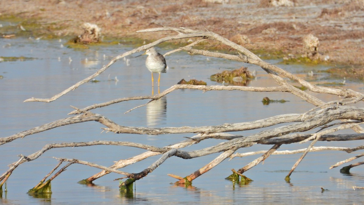 Greater Yellowlegs - ML623164401