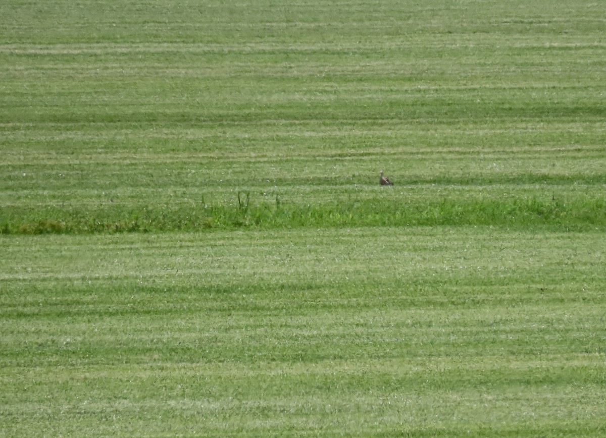 Upland Sandpiper - ML623164456