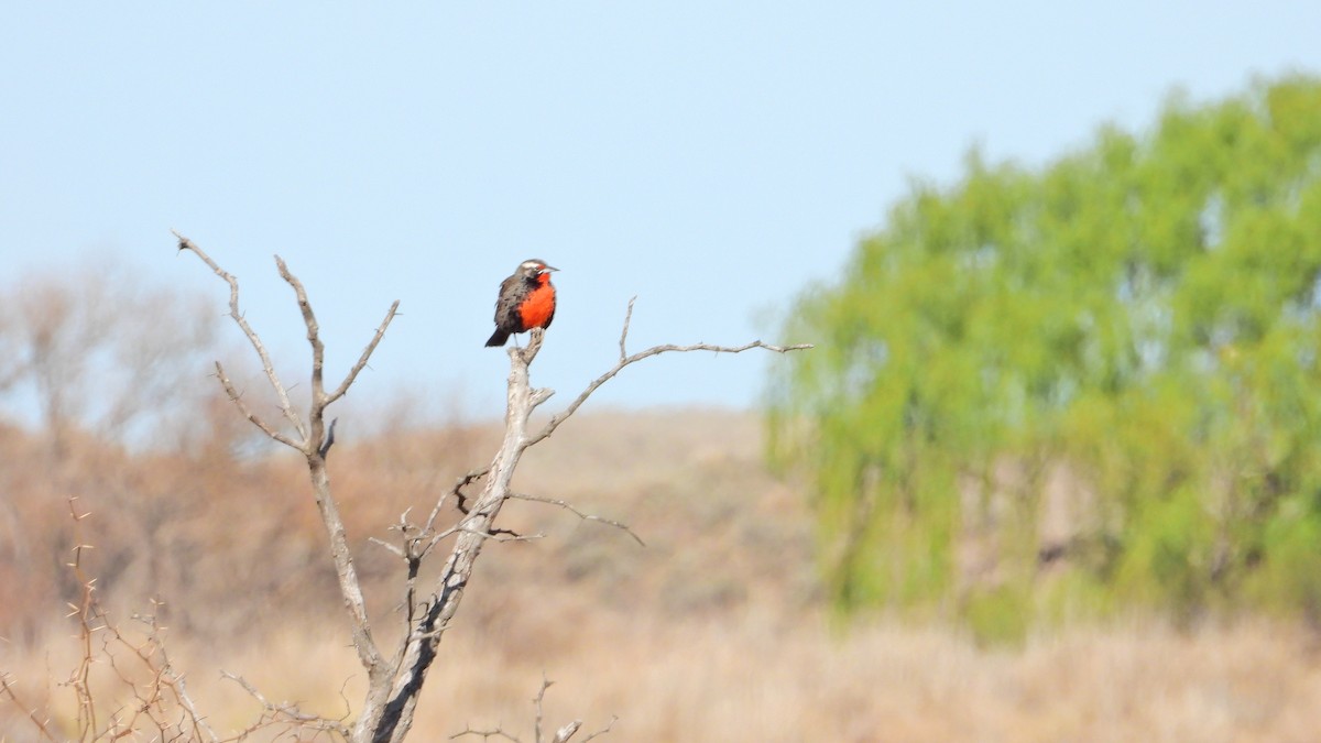 Long-tailed Meadowlark - ML623164459