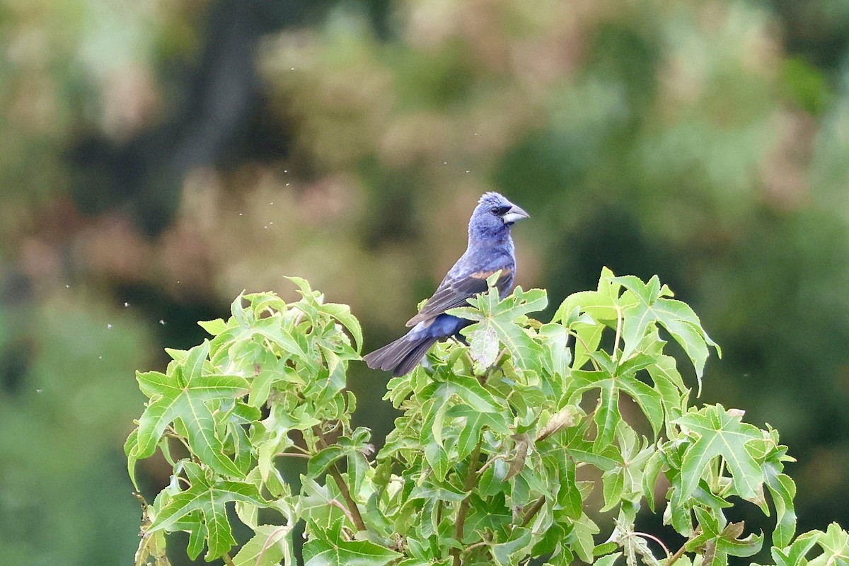 Blue Grosbeak - ML623164509